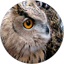 H.B IT Consultant profile picture