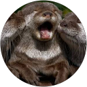 こにちき profile picture