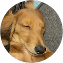 ゴエモン飼い主 profile picture